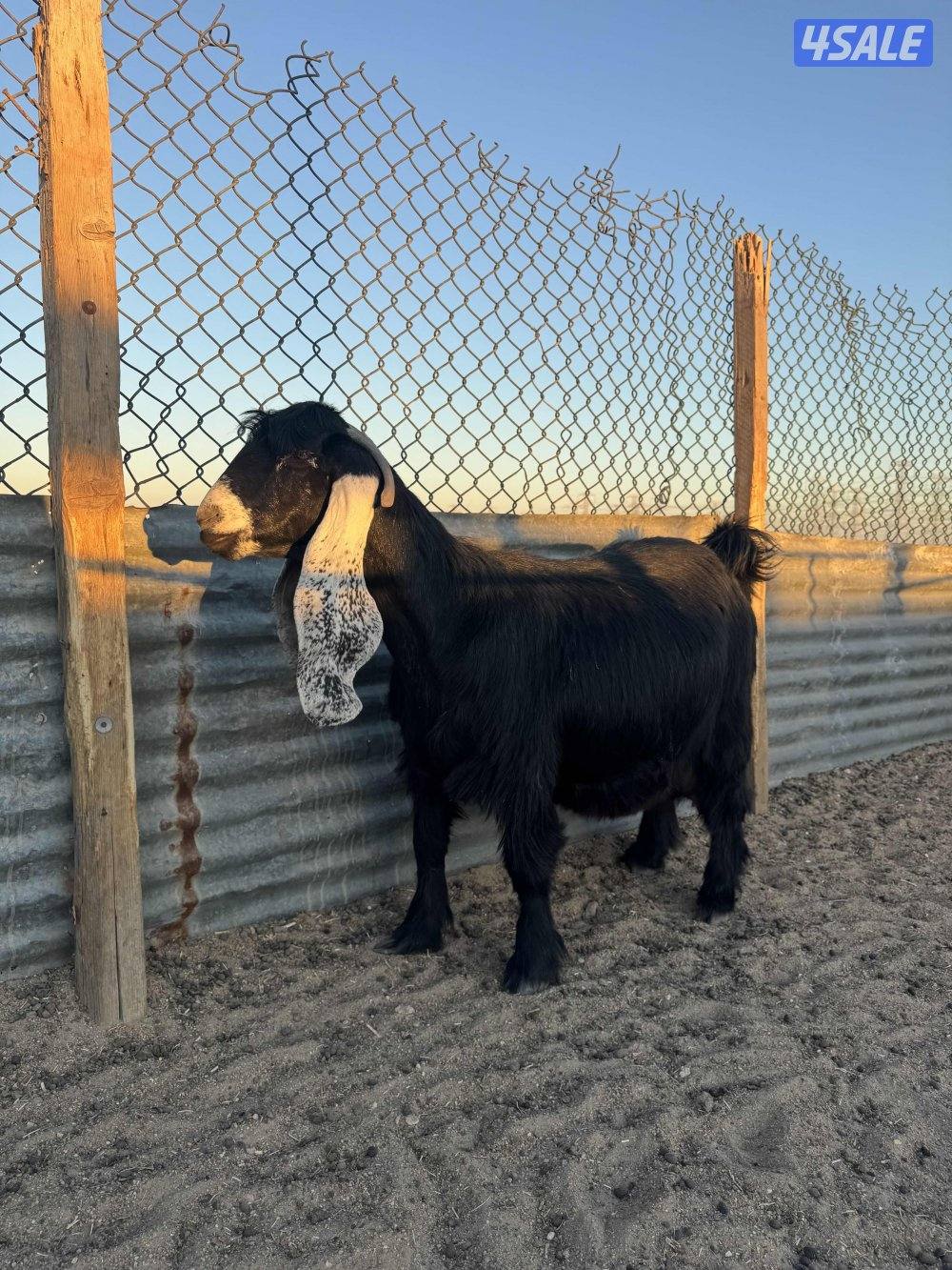 للبيع عنز دافع8