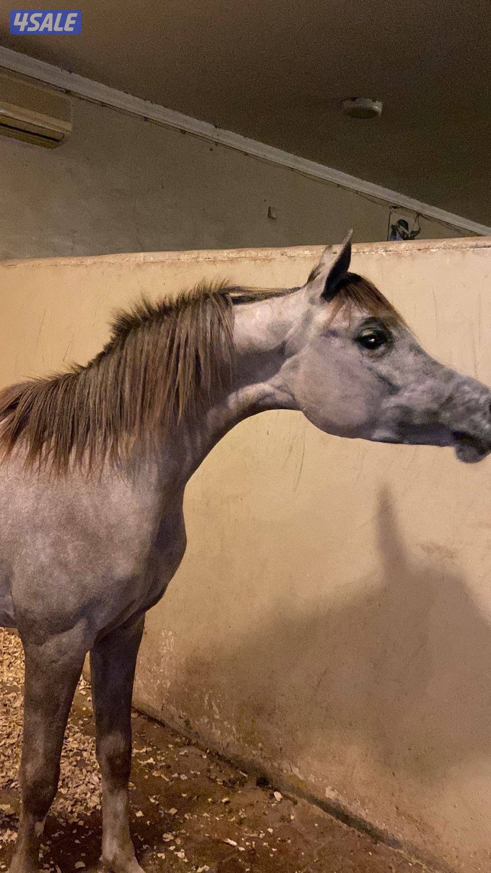 للبيع مهره فاخرة حفيدة ماجك ون والأم بنت فريد0