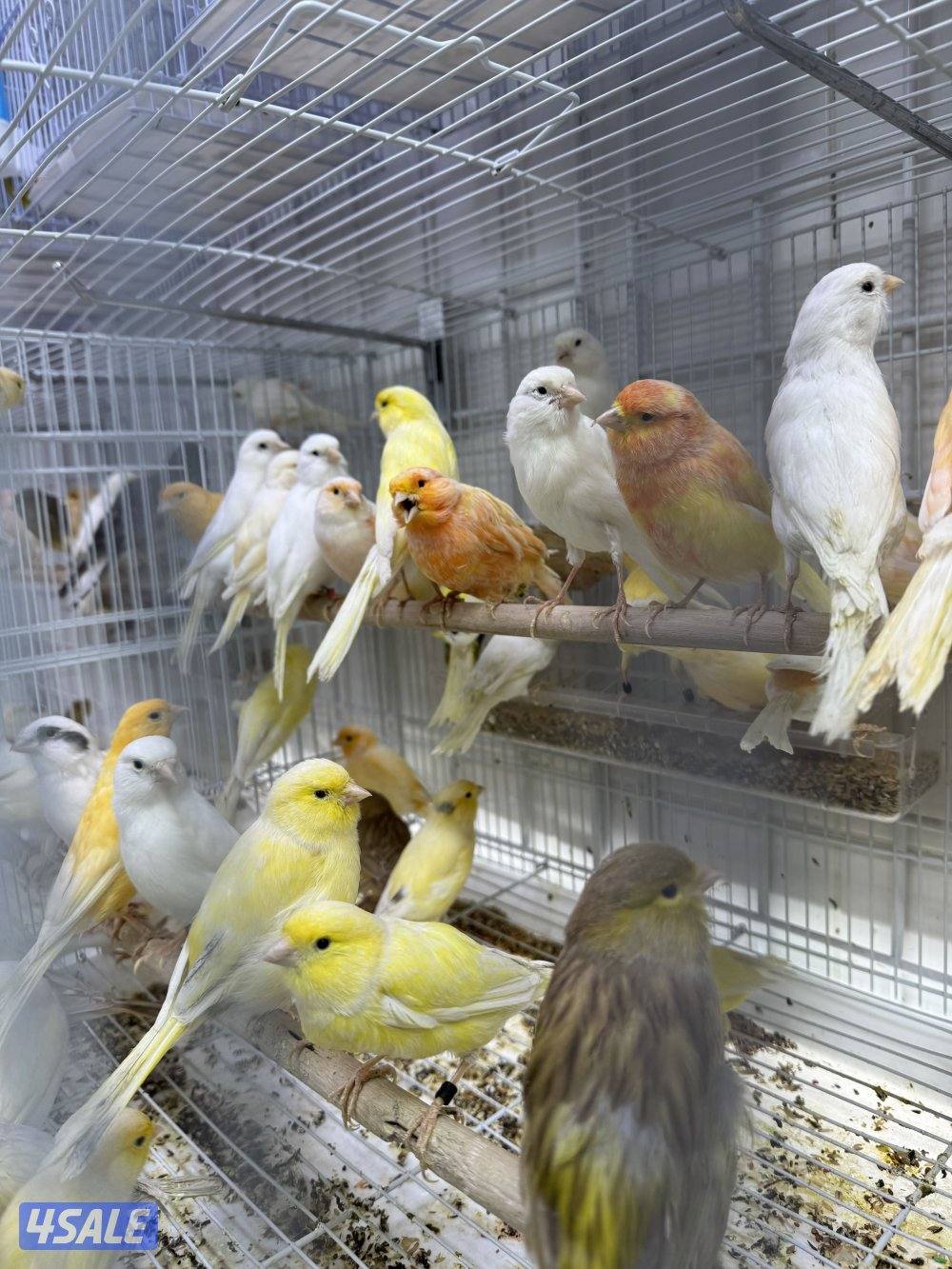 دفعة كناري ايراني، فنشات و كروان1