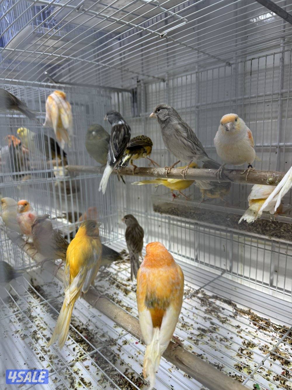 دفعة كناري ايراني، فنشات و كروان4