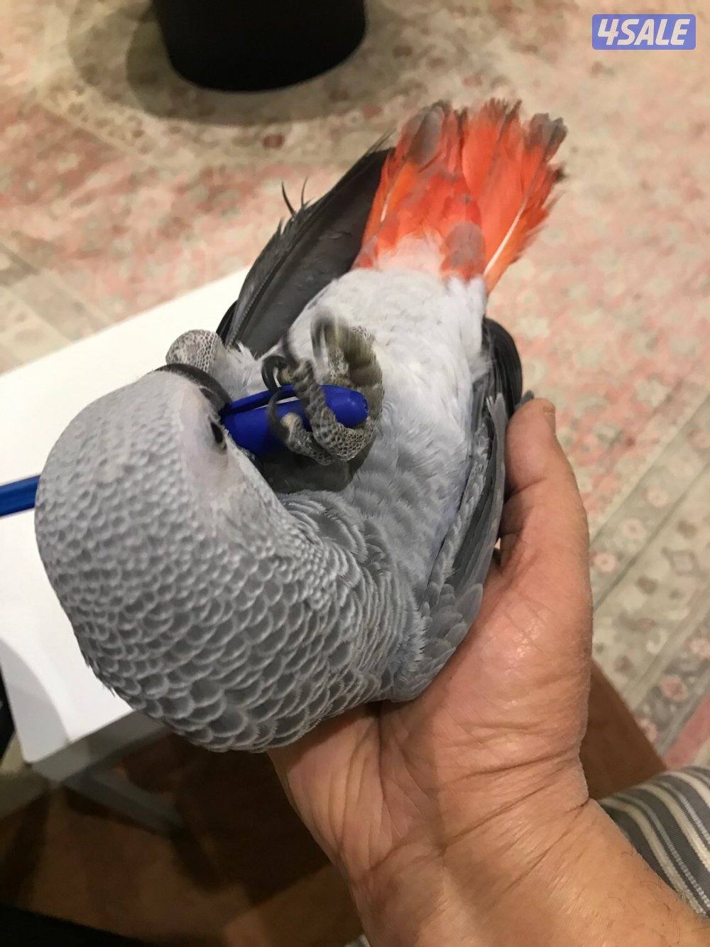 بيع  فرخ كاسكو  هوندي  ٩ شهور محيل لون فاتح توه بادي يطقطق يقول كاسكوه1