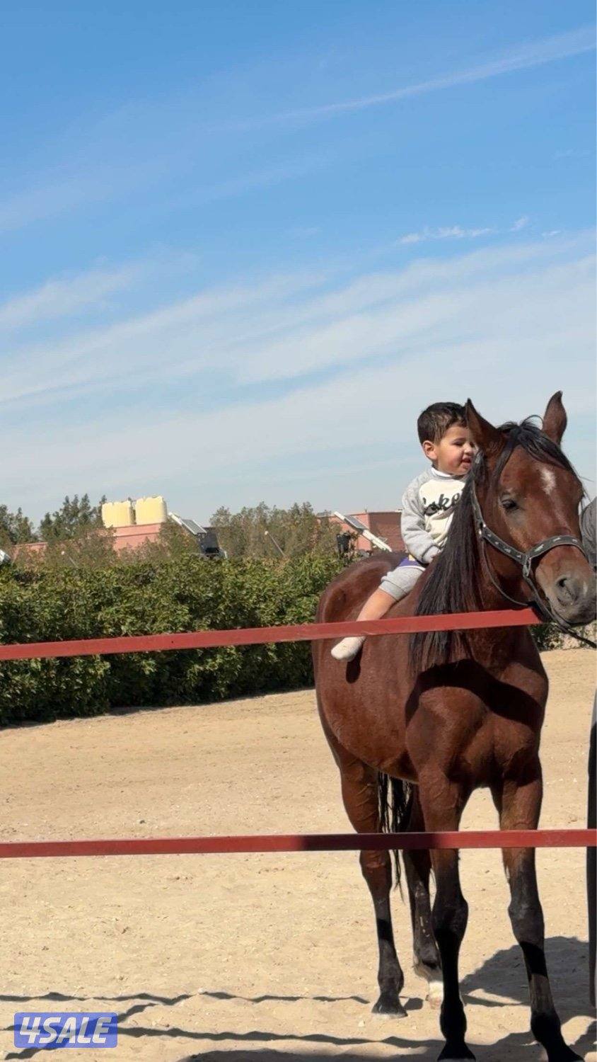 للبيع حصان بولش0