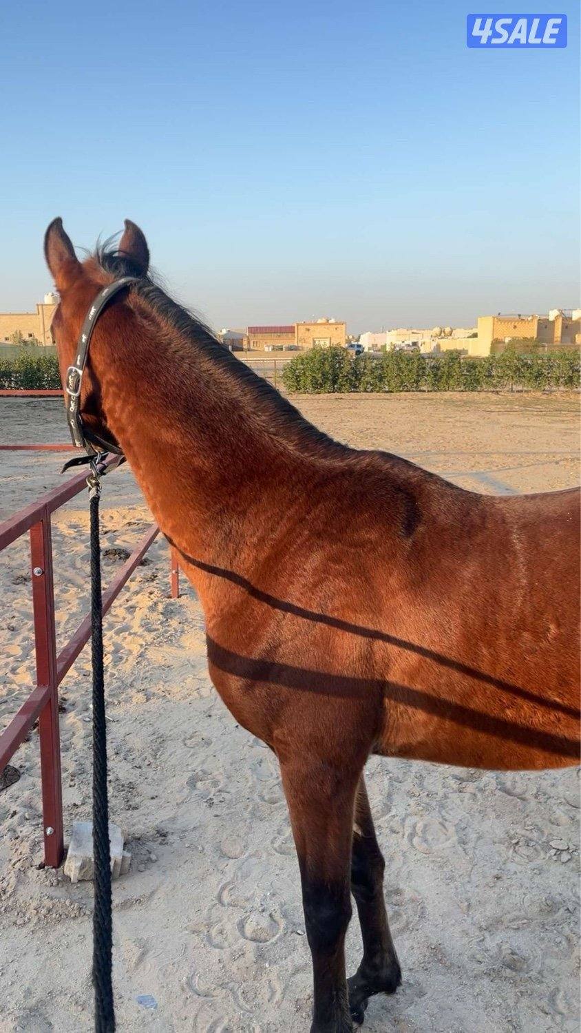 للبيع حصان بولش2