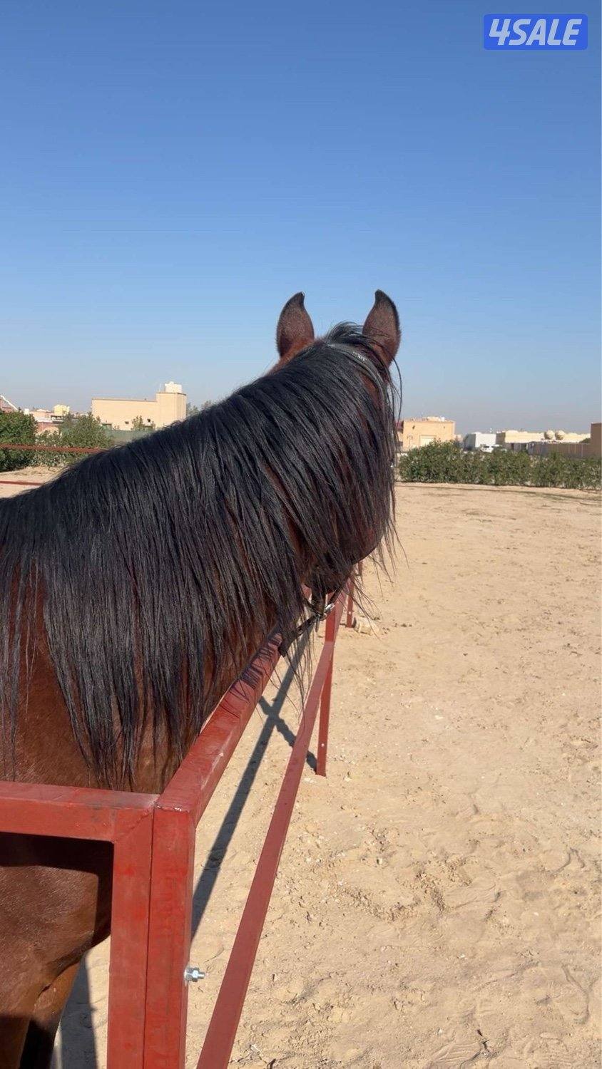 للبيع حصان بولش1