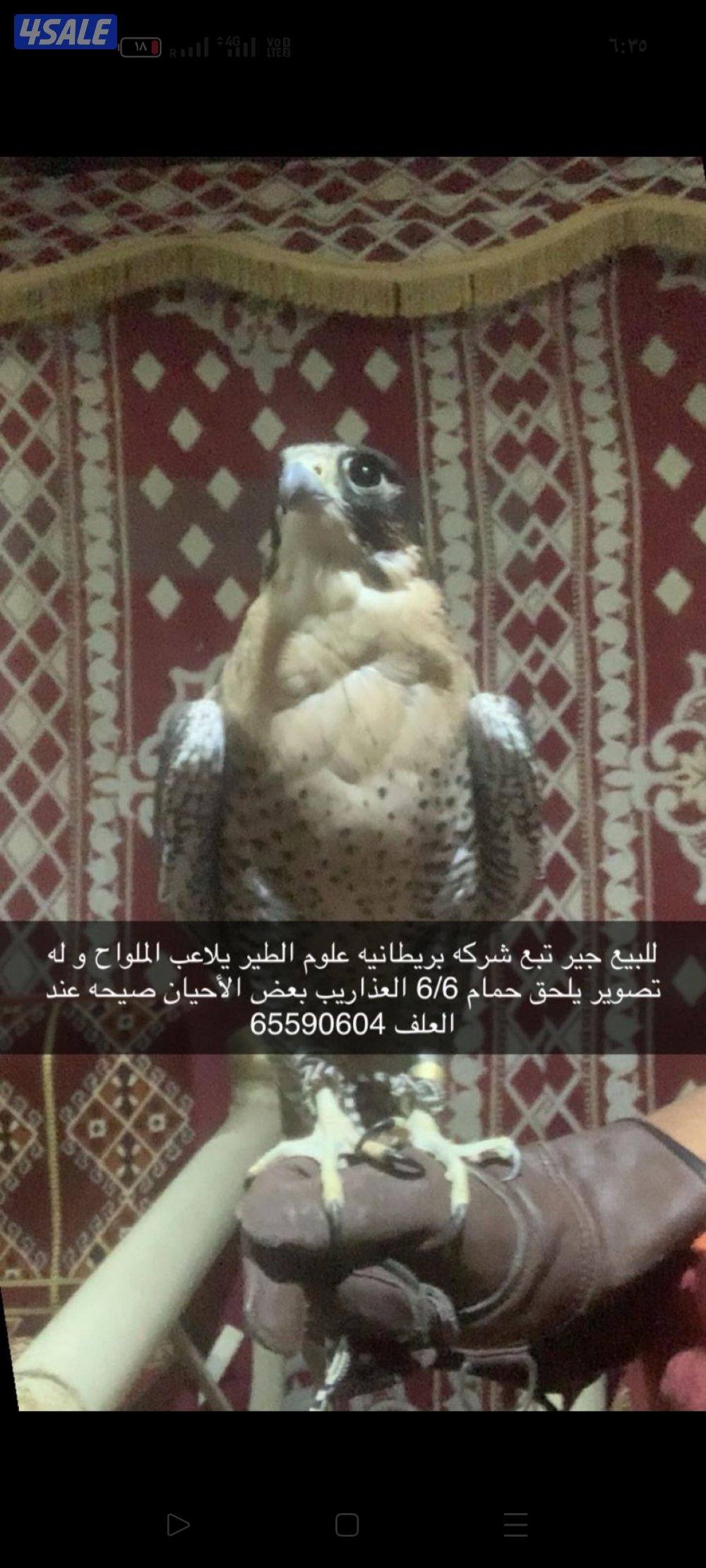 جير تبع.   15/14ونص0