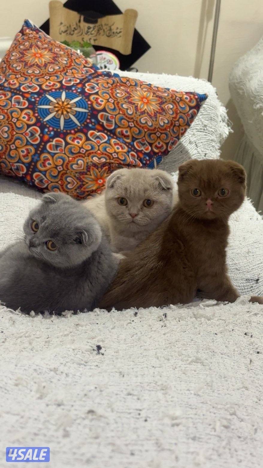 سكوتش فولد اصلي  (pure ) لون رمادي  نثيه0