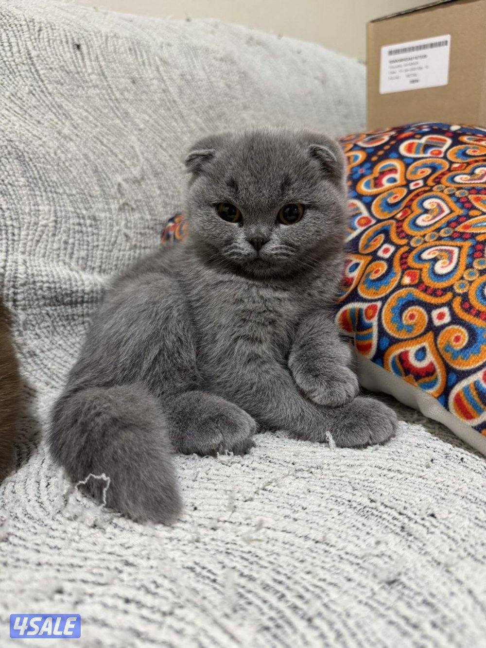 سكوتش فولد اصلي  (pure ) لون رمادي  نثيه1