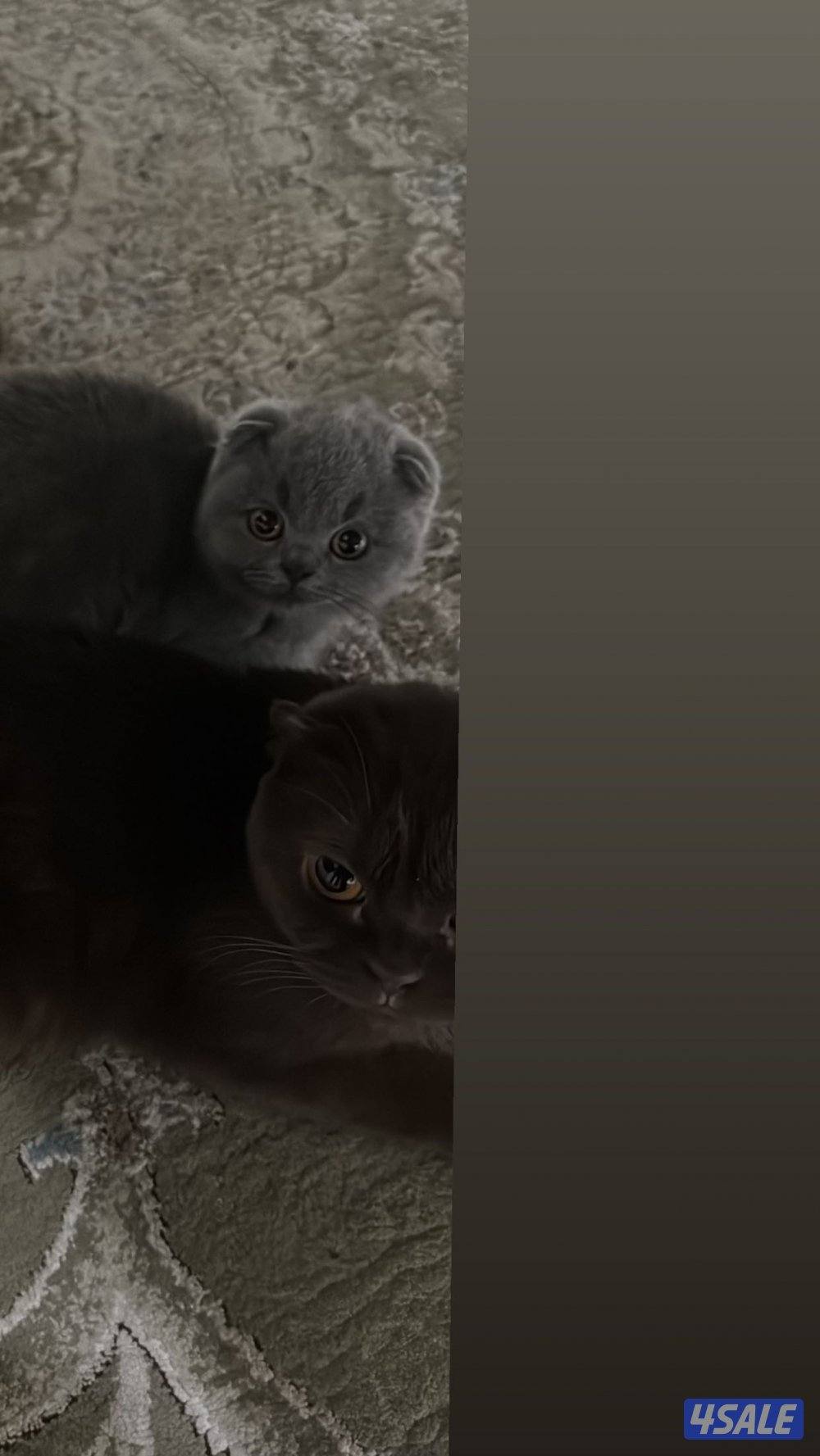 سكوتش فولد اصلي  (pure ) لون رمادي  نثيه2