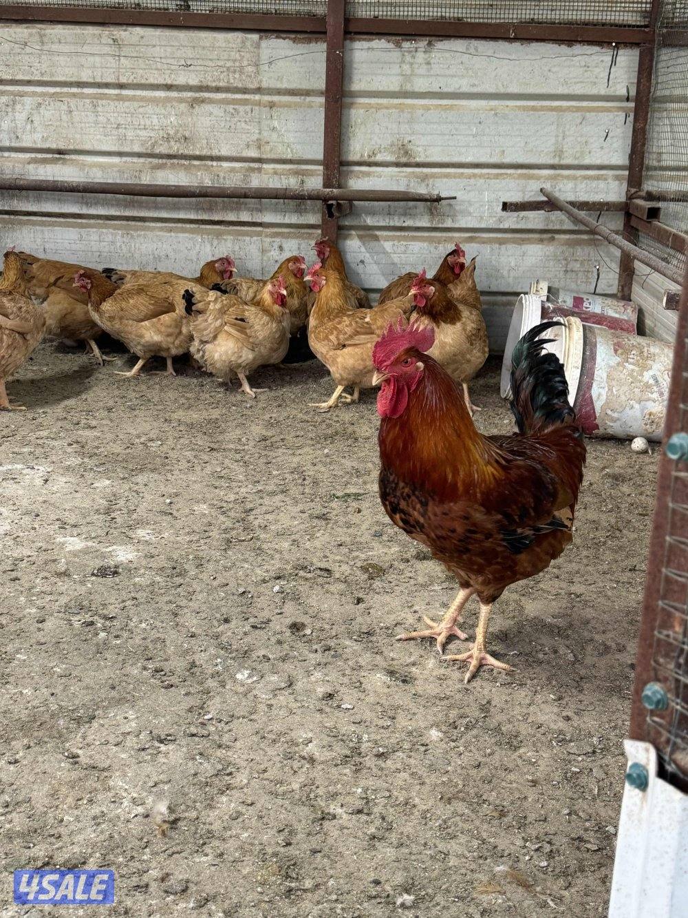 للبيع دجاج هولندي بياض احجام كبار عدد 15 وثلاث دياجه0