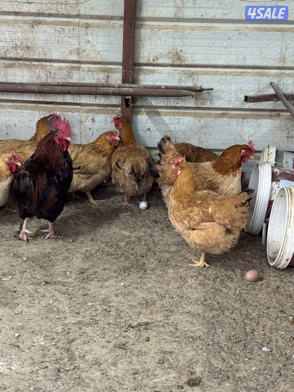 للبيع دجاج هولندي بياض احجام كبار عدد 15 وثلاث دياجه1