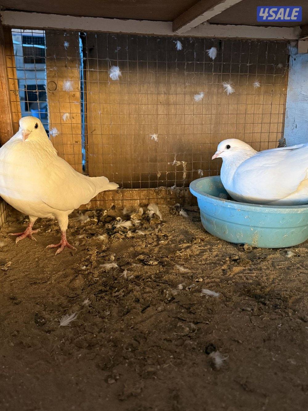 ازواج حمام زاجل ولاحم للبيع0