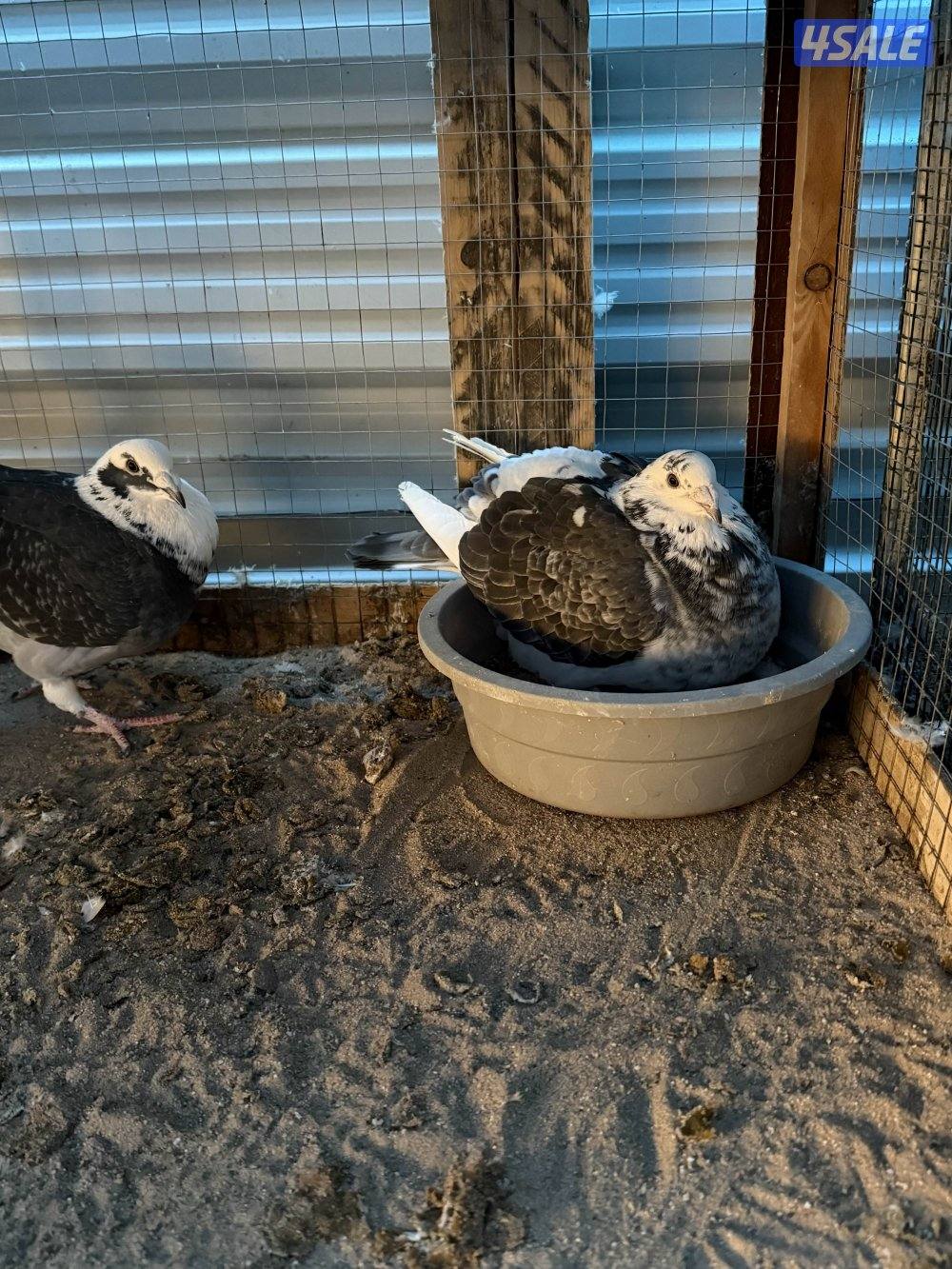 ازواج حمام زاجل ولاحم للبيع1