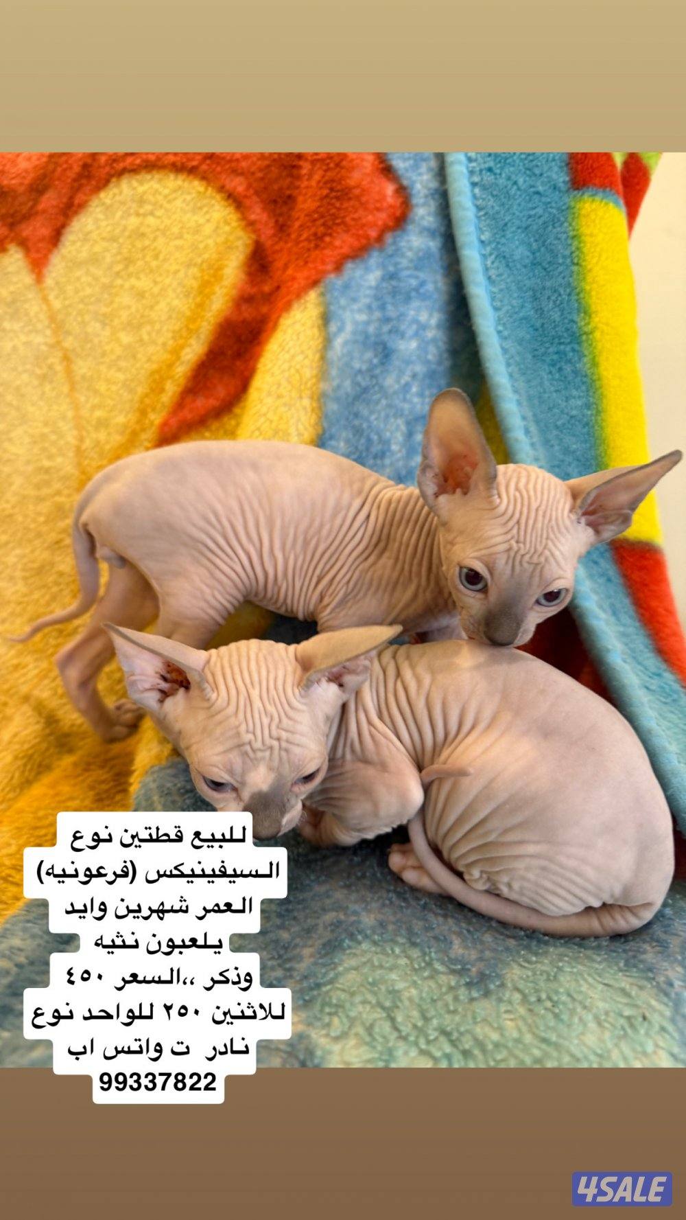 للبيع زوج قطط سيفينيكس (فرعونيه)العمر شهرين وايد يلعبون ونوع نادر0