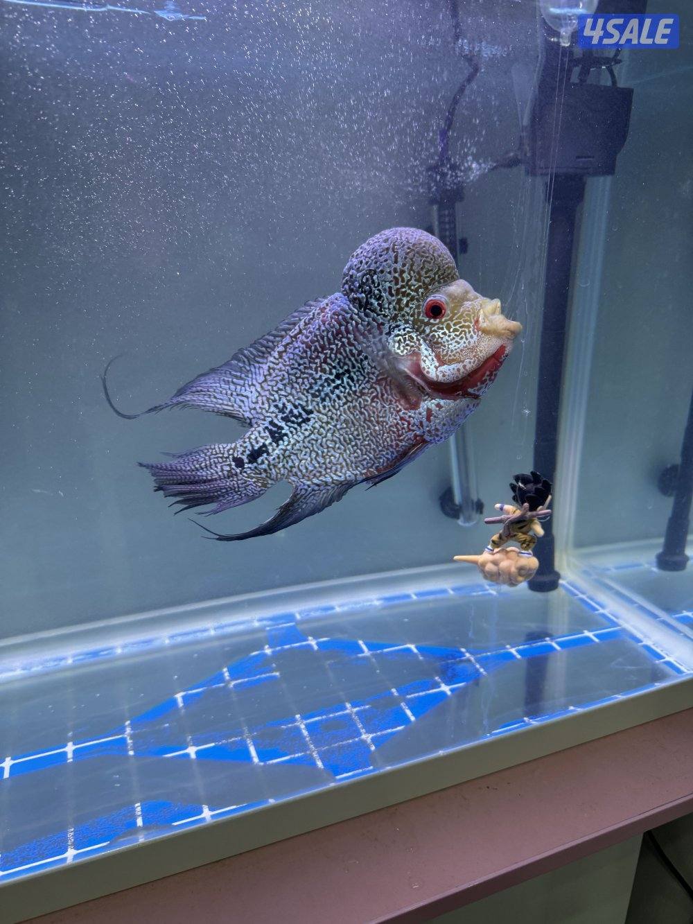 سمك فلورهورن0