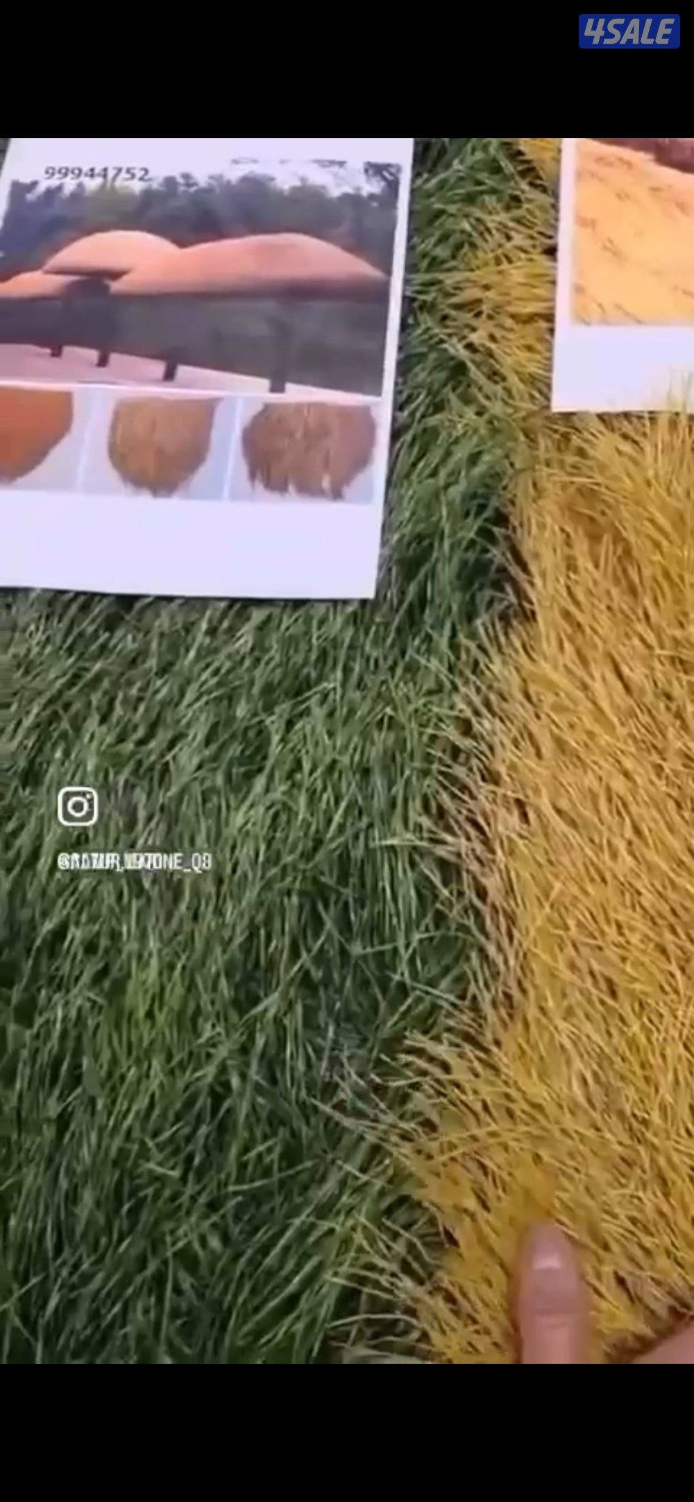 قش لتغطية المظلات والخيام وغيرهم2