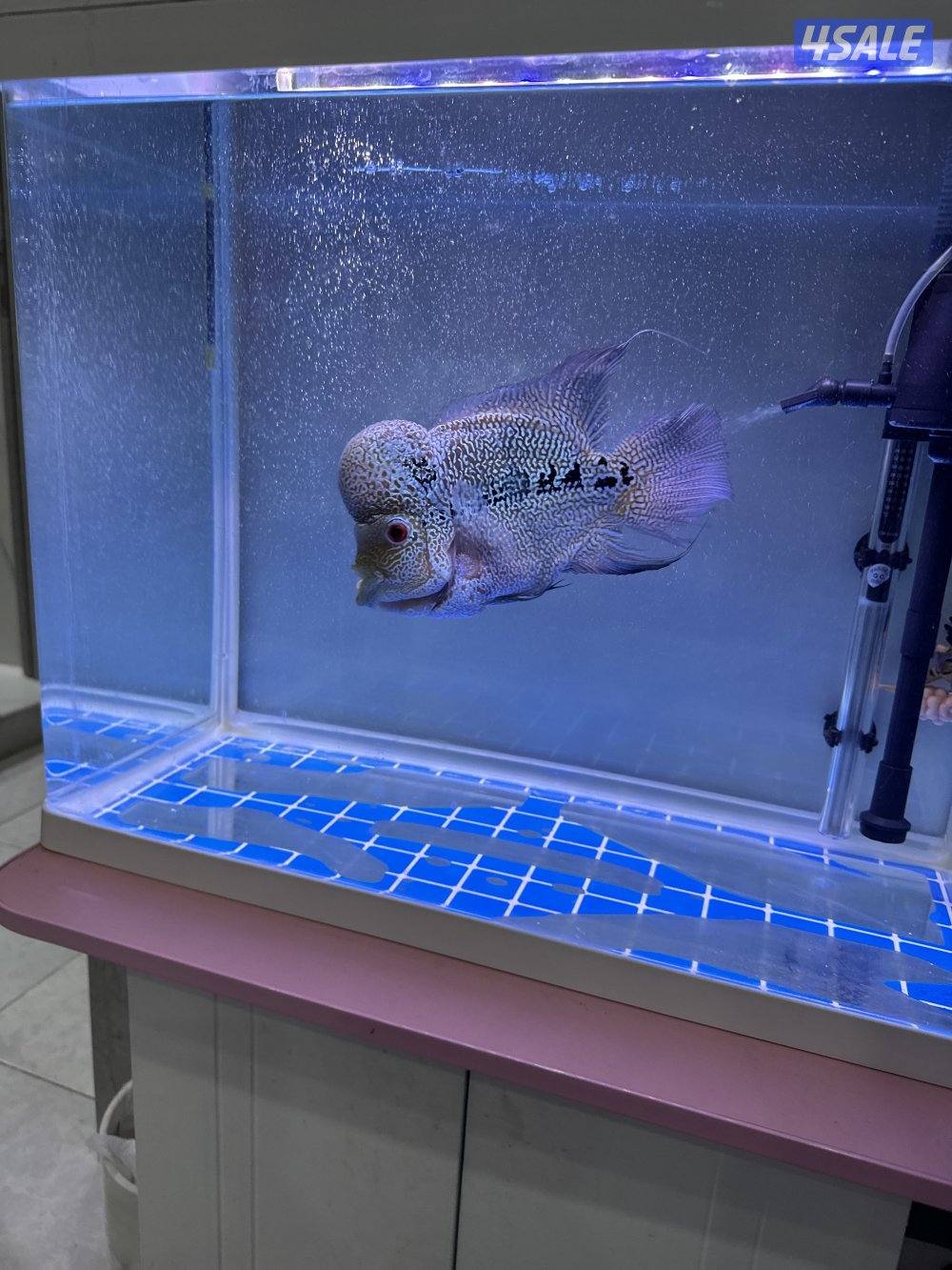 سمك فلورهورن1