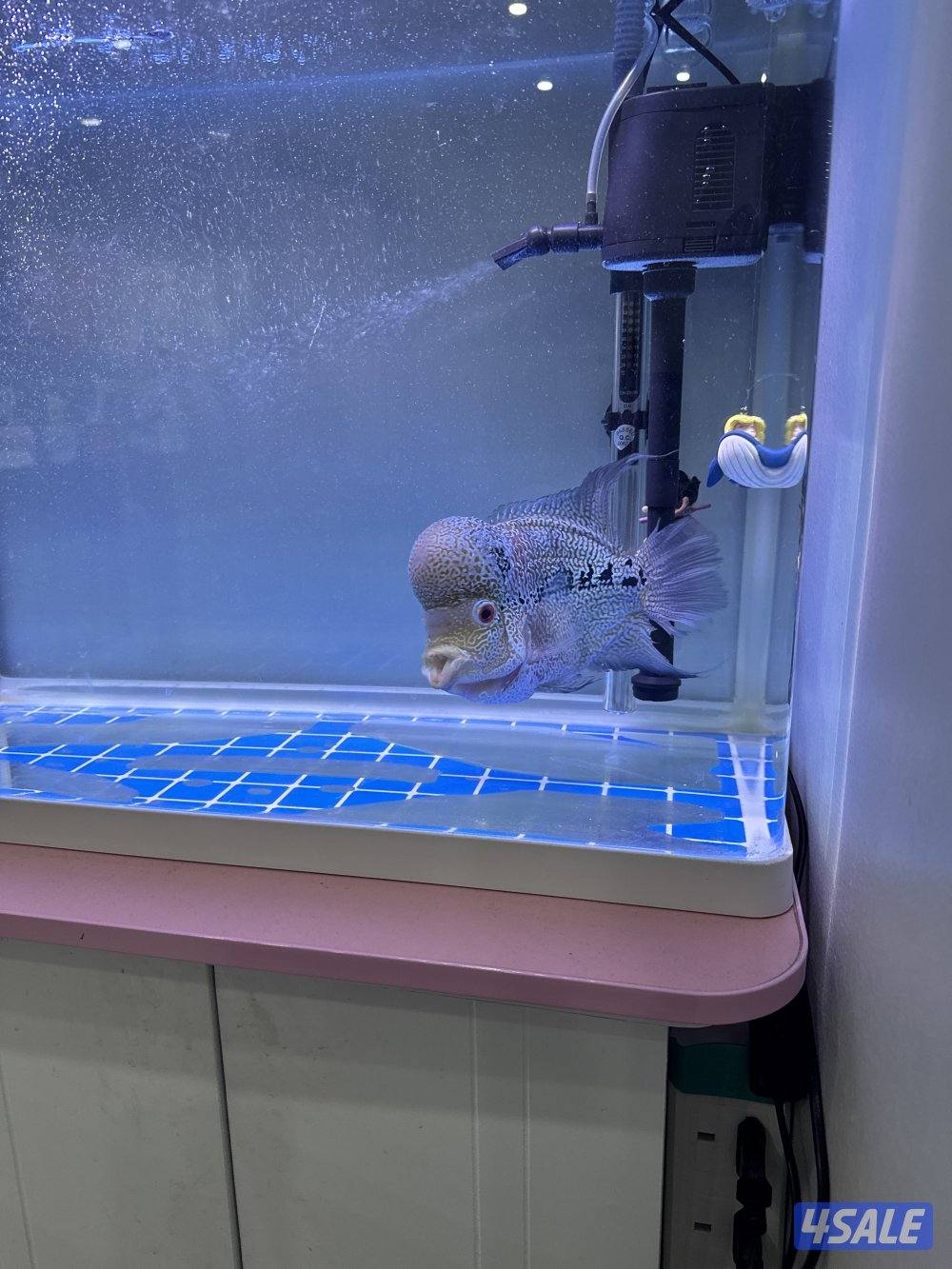 سمك فلورهورن2