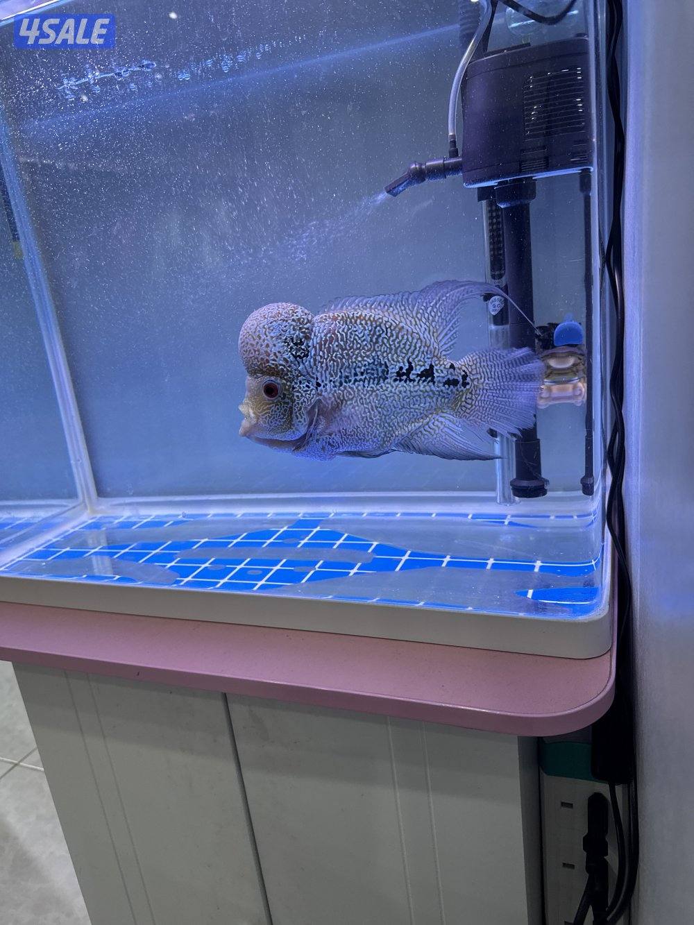 سمك فلورهورن3