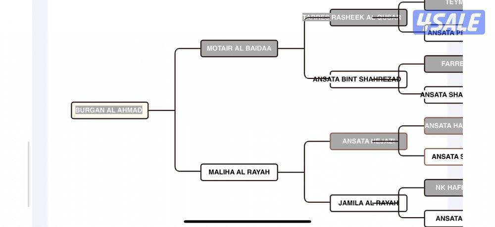 حصان مصري شرط تحويل موليده ٢٠١٨ يركبه الصقير والكبير سلم0