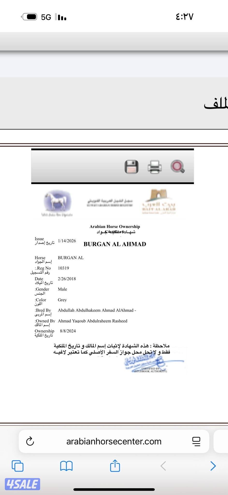 حصان مصري شرط تحويل موليده ٢٠١٨ يركبه الصقير والكبير سلم1