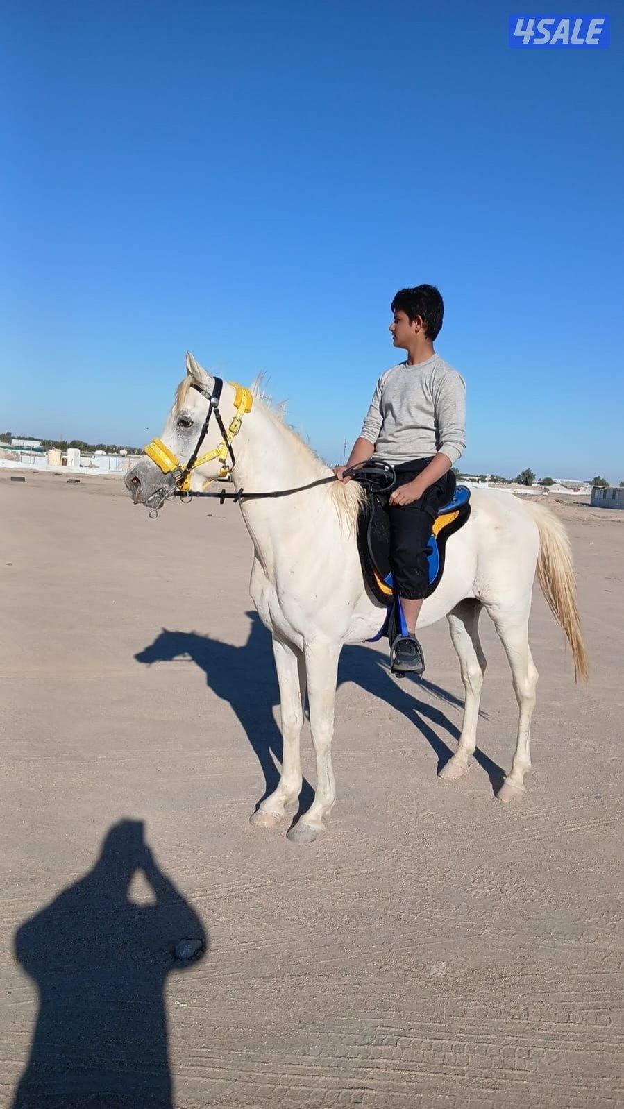 حصان مصري شرط تحويل موليده ٢٠١٨ يركبه الصقير والكبير سلم2