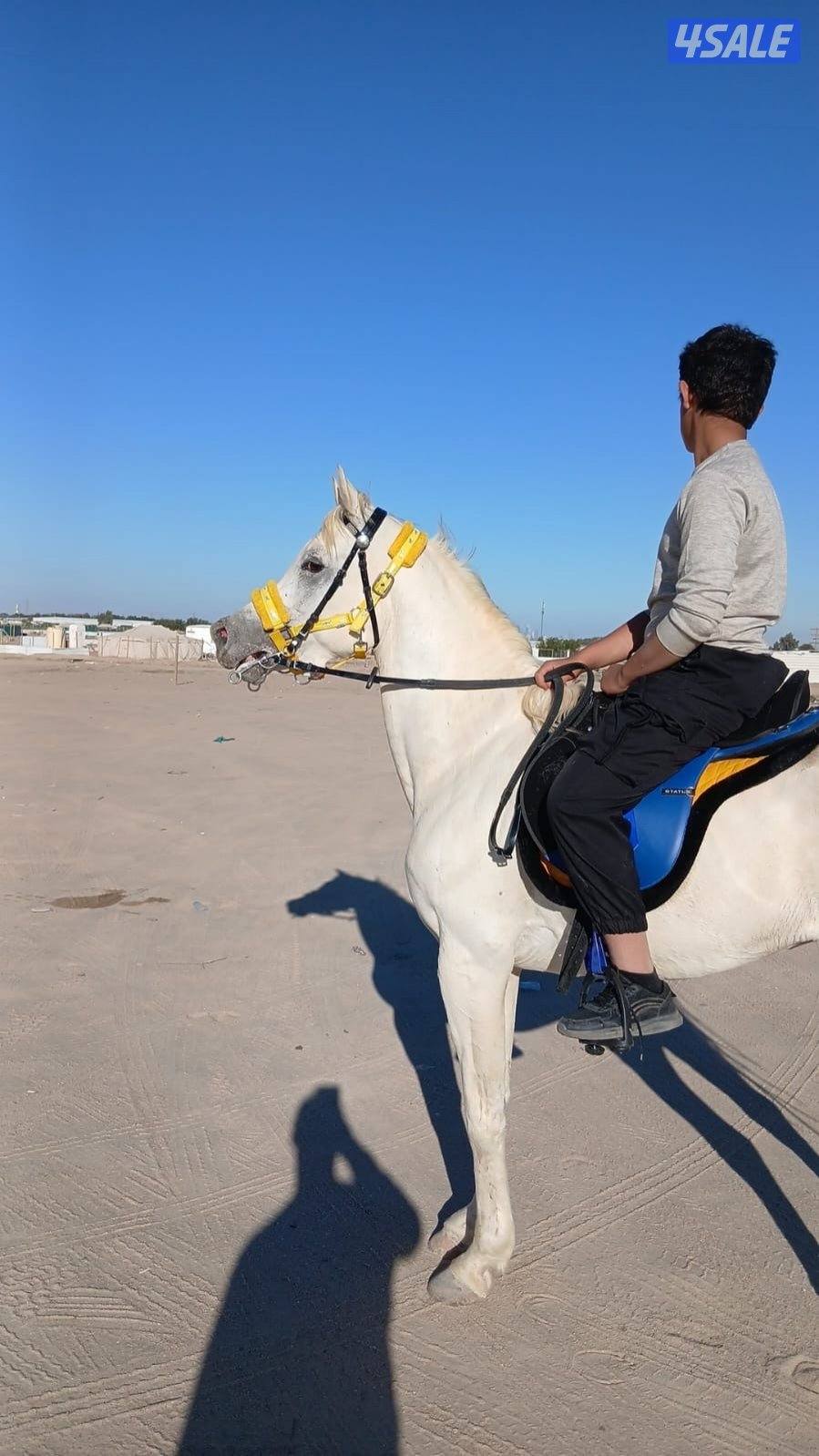 حصان مصري شرط تحويل موليده ٢٠١٨ يركبه الصقير والكبير سلم3