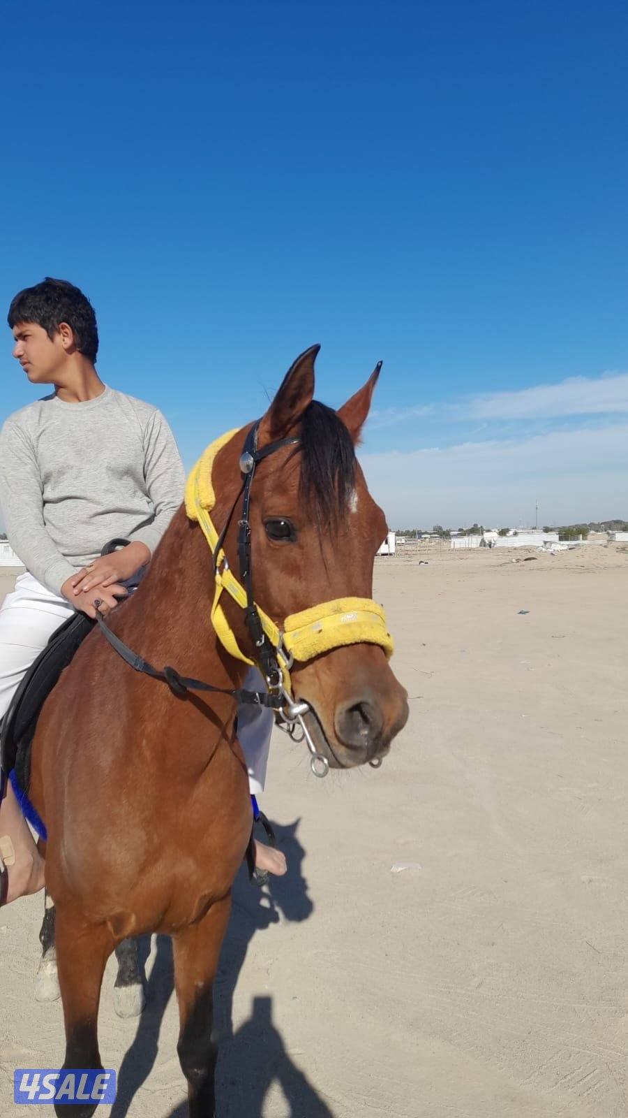 حصان مصري شرط السلم العمر ٧سنوات يركب الصغير و الكبير هادي جده0