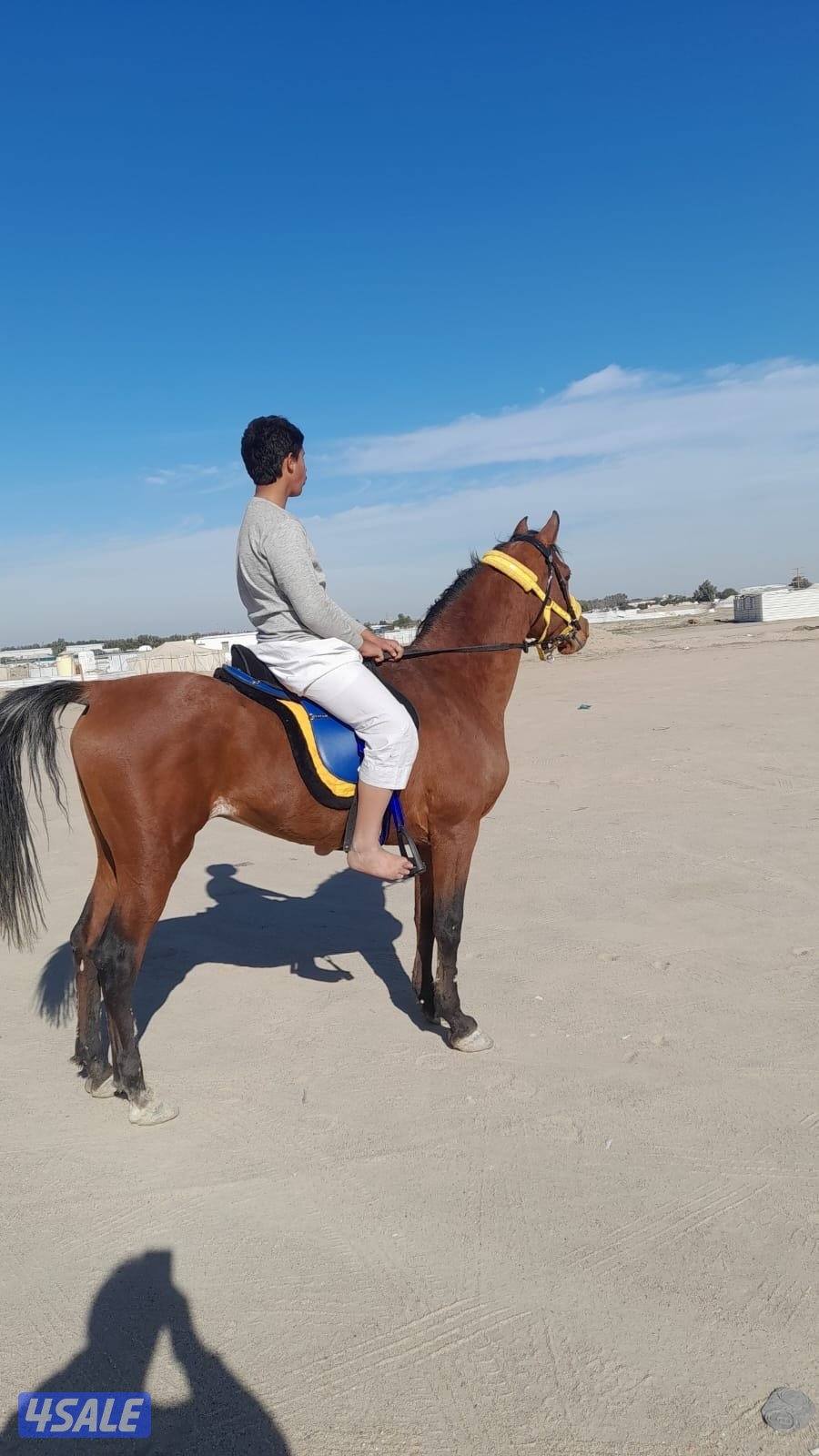 حصان مصري شرط السلم العمر ٧سنوات يركب الصغير و الكبير هادي جده1