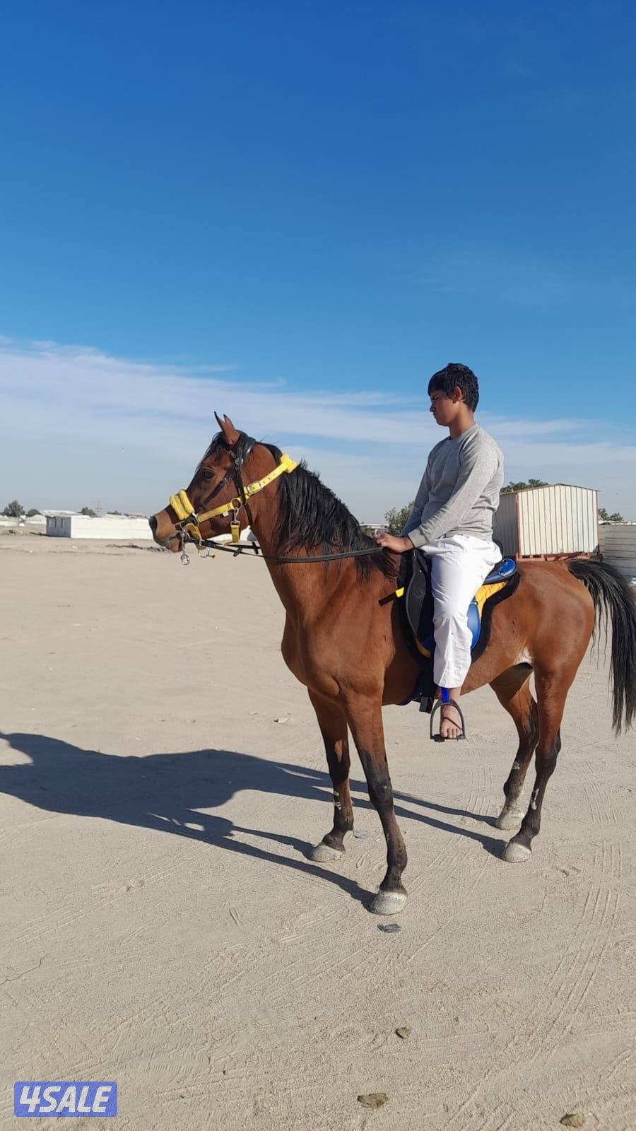 حصان مصري شرط السلم العمر ٧سنوات يركب الصغير و الكبير هادي جده2