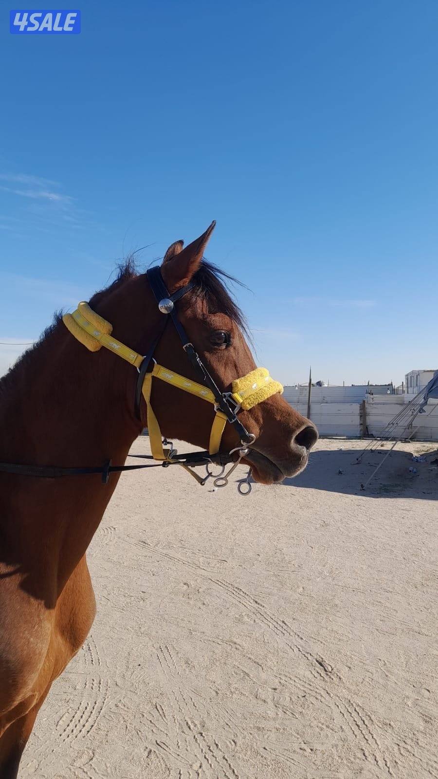 حصان مصري شرط السلم العمر ٧سنوات يركب الصغير و الكبير هادي جده3