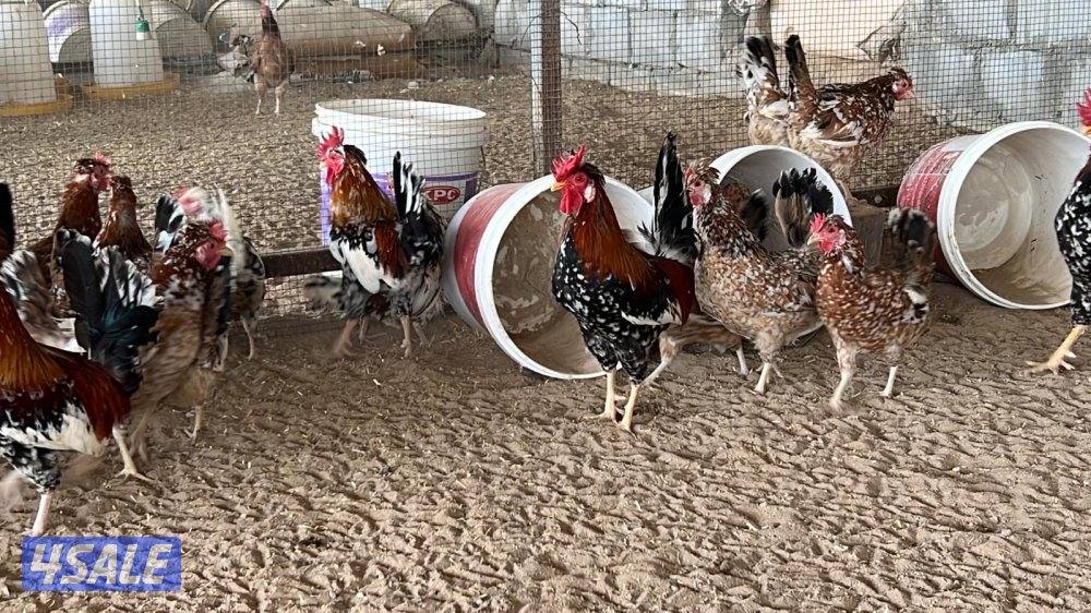 دجاج جامبو عربي بياض0