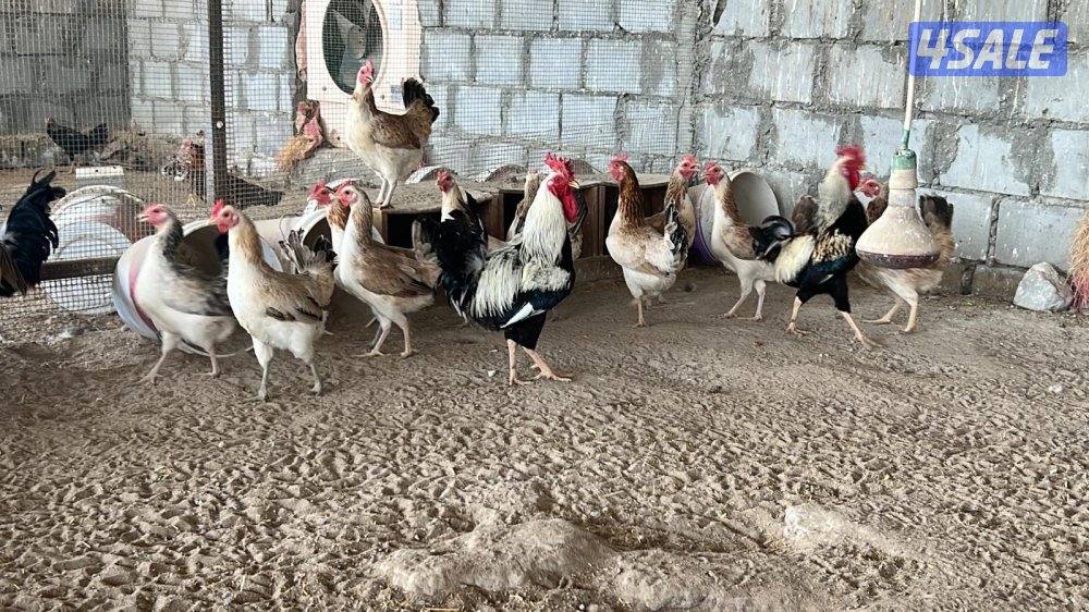 دجاج جامبو عربي بياض2