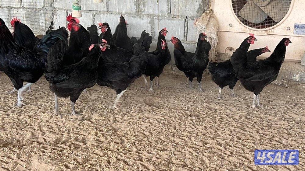 دجاج جامبو عربي بياض1