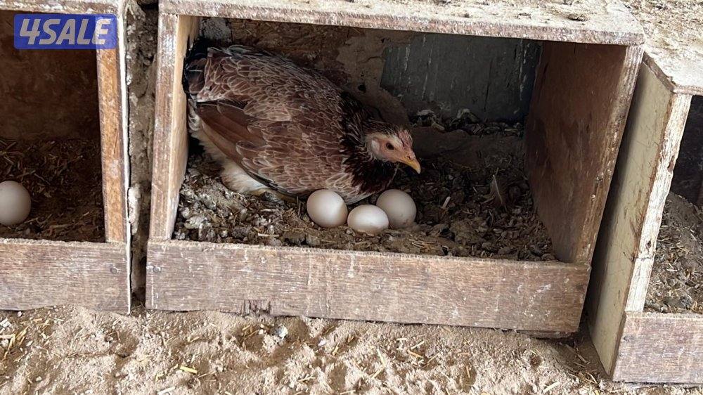 دجاج جامبو عربي بياض3