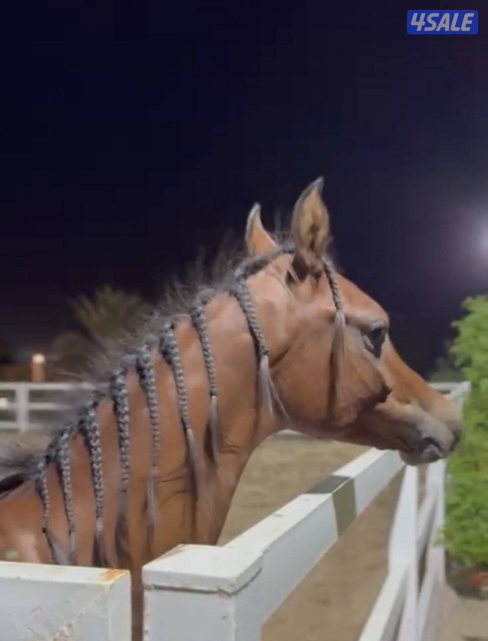 مهر ولد الفحل العالمي نيروز العنايه0