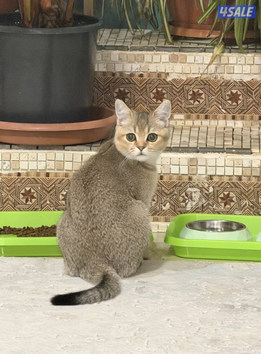 بريتيش شورت هير كيتنر قطط عمر ٣ شهور2