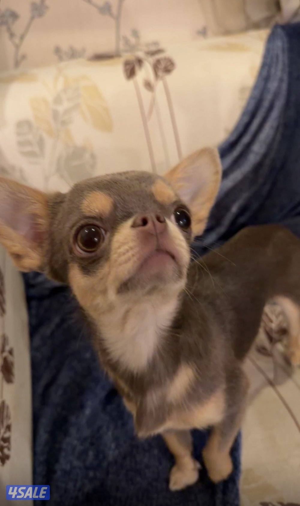 جيواوا چيواوا chihuahua1