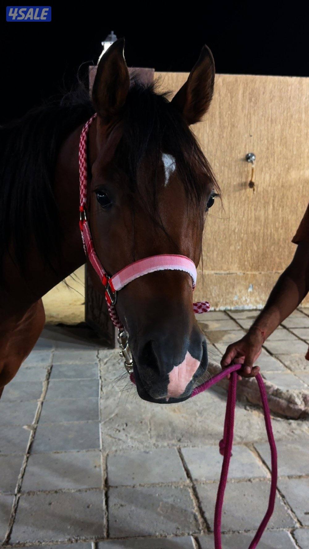 مربط الرويلي للعساف وتجهيز المرثون والريس6