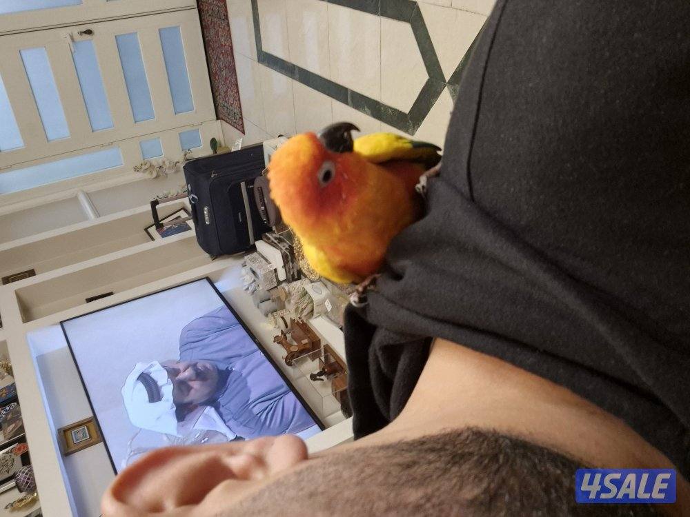 للبيع صن كنيو1