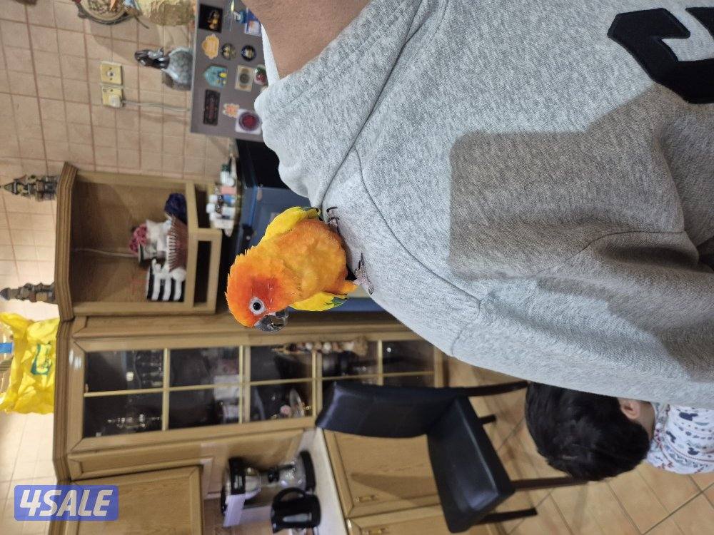 للبيع صن كنيو3