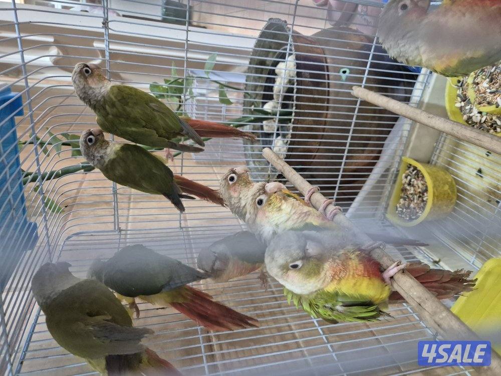 للبيع محمية كنيور0