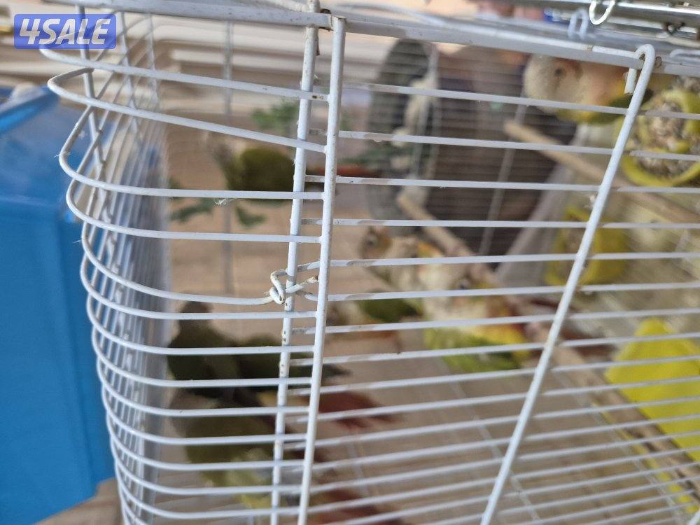 للبيع محمية كنيور1