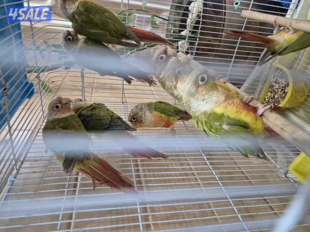 للبيع محمية كنيور2