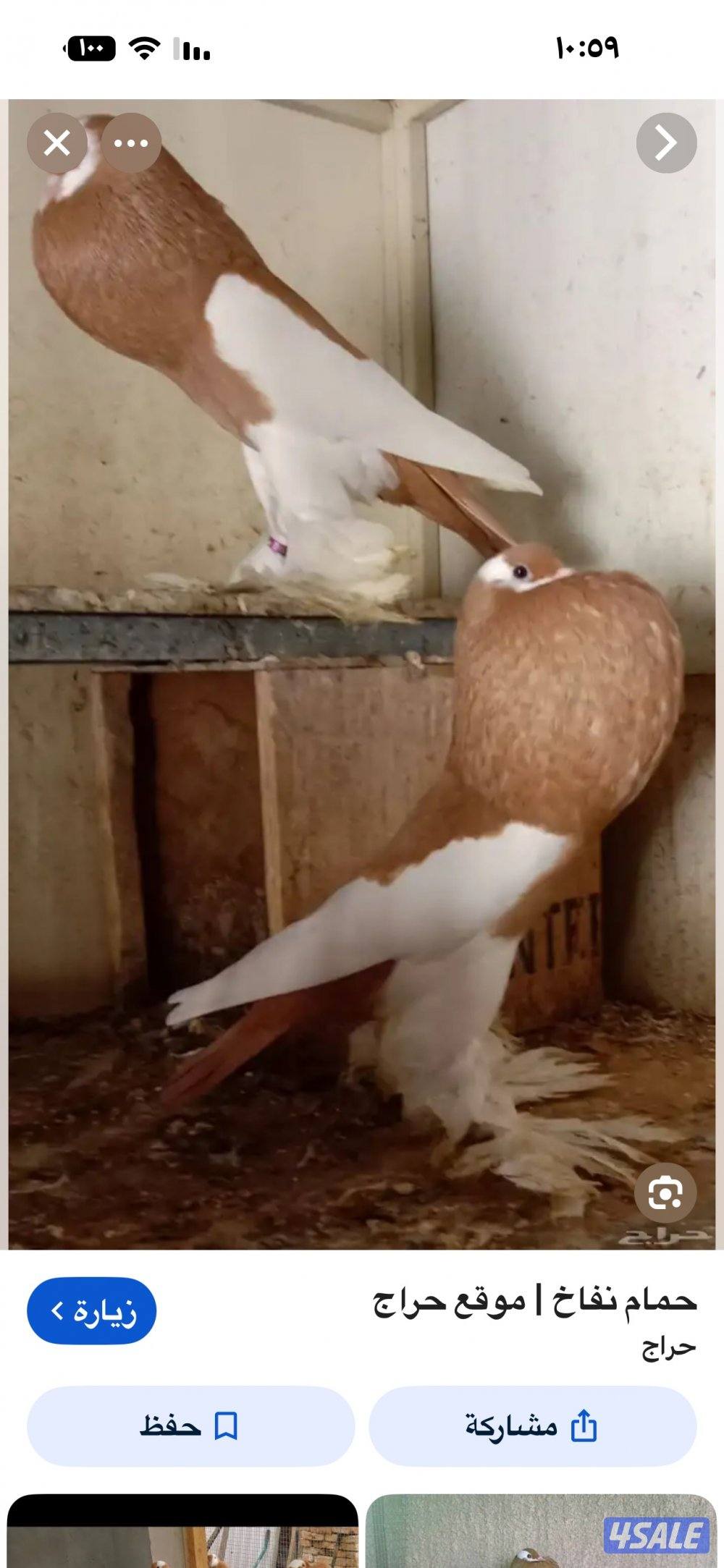 مطلوب حمام نفاخ0