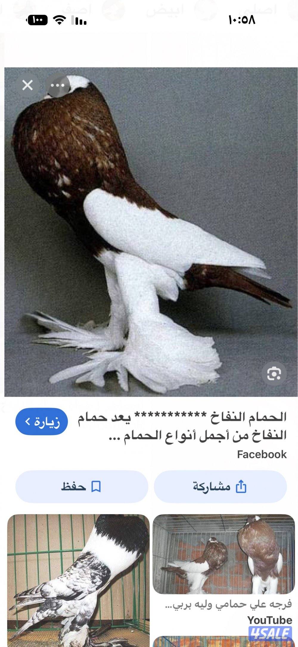 مطلوب حمام نفاخ1