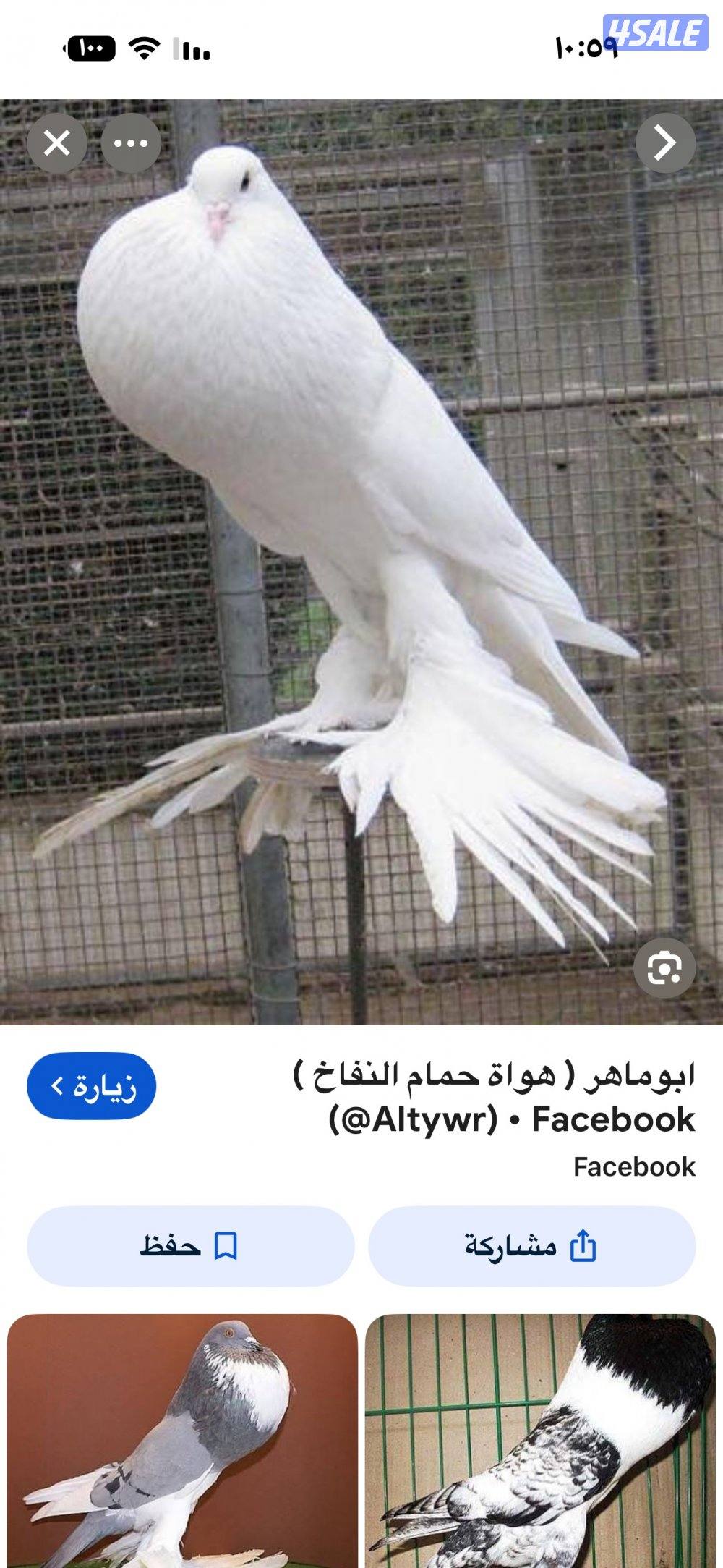 مطلوب حمام نفاخ2