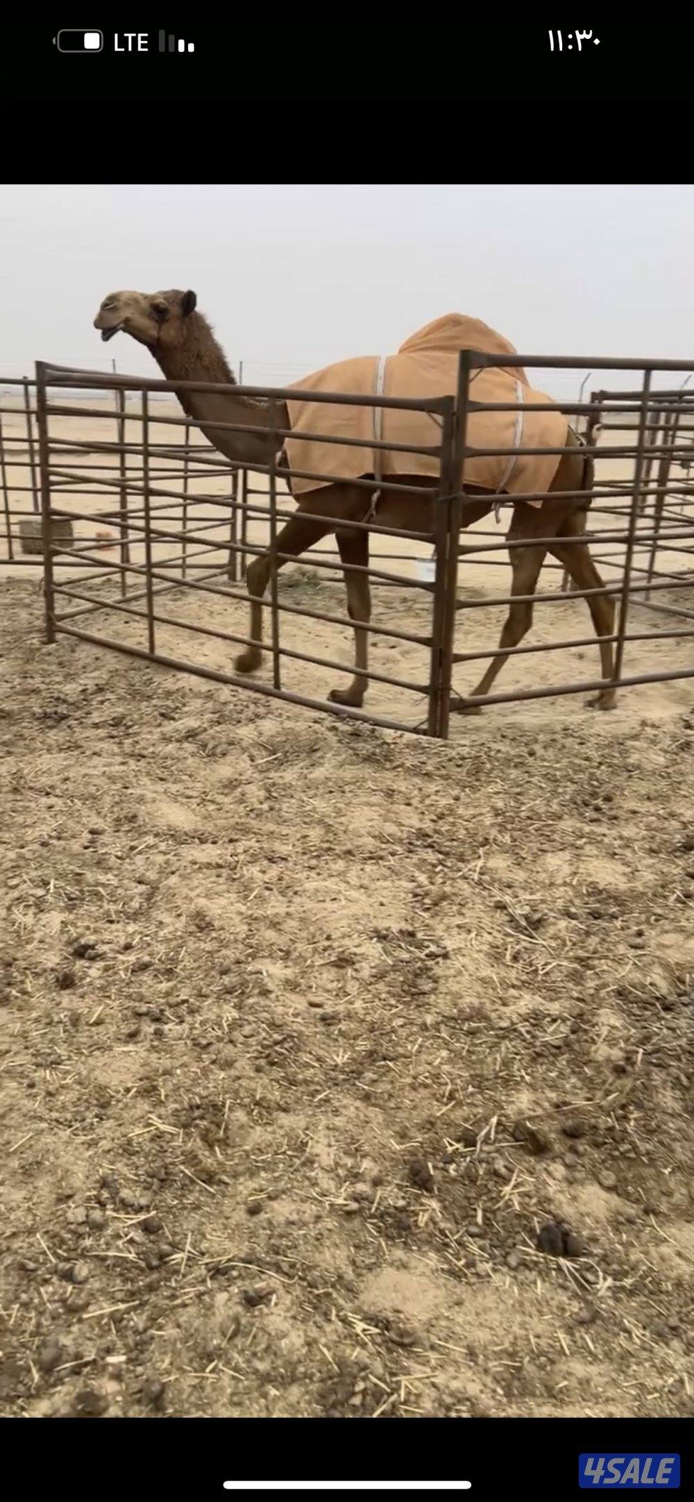 ناقه عراقيه لقحه0