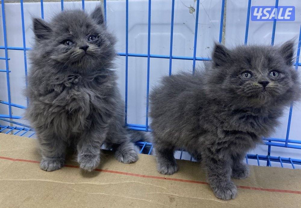 للبيع قطاوه شهرازيه و قطاوه برتيش العمر شهرين0