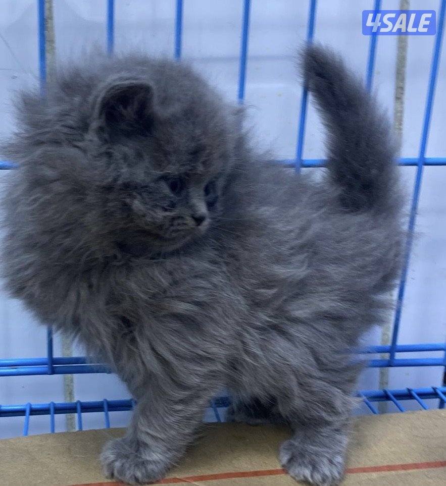 للبيع قطاوه شهرازيه و قطاوه برتيش العمر شهرين1