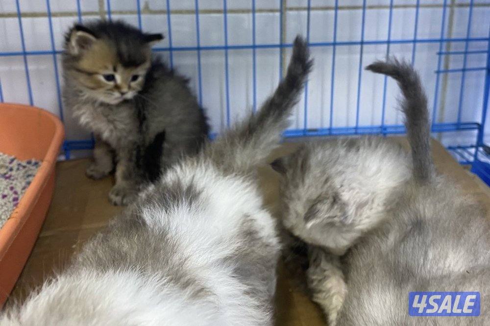 للبيع قطاوه شهرازيه و قطاوه برتيش العمر شهرين2